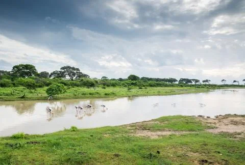 Painted stork Stock Photos