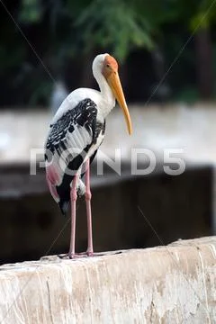 Painted Stork Stock Photos