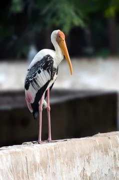 Painted Stork Stock Photos