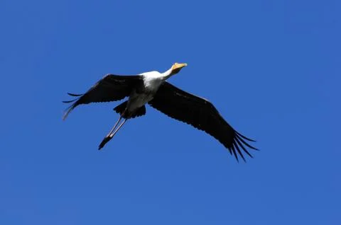 Painted Stork Stock Photos
