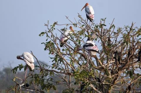 Painted Stork Stock Photos