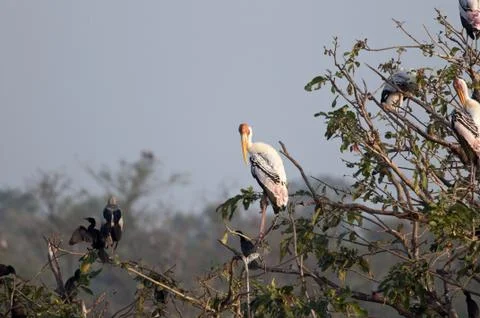 Painted Stork Stock Photos