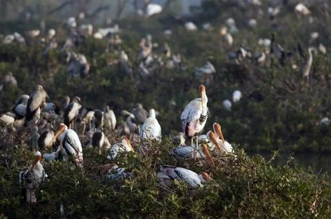 Painted Stork Stock Photos