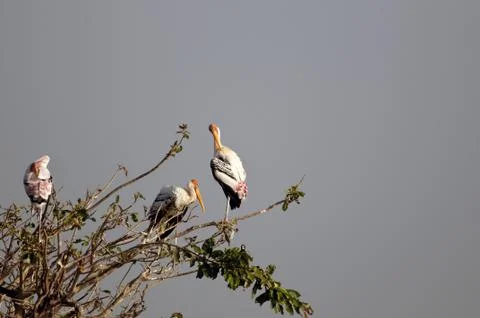Painted Stork Foto stock