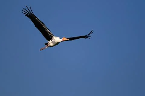 Painted Stork Stock Photos
