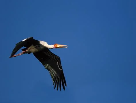 Painted Stork Stock Photos