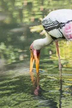 Painted Stork Stock Photos