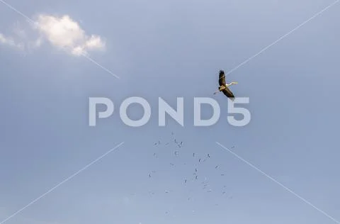 Painted Stork Stock Photos