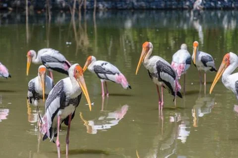 Painted Stork Stock Photos