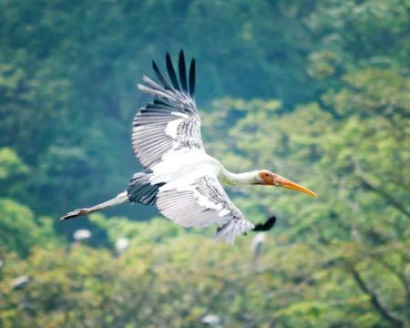 Painted stork Stock Photos
