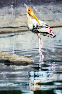 Painted Stork Foto stock