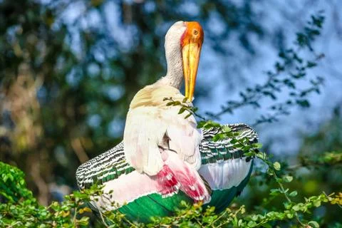 Painted Stork Stock Photos