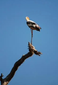 Painted Stork Stock Photos