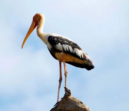 Painted Stork Foto stock