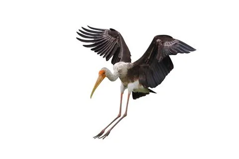 Painted Stork Stock Photos