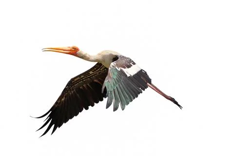 Painted Stork Stock Photos