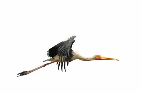 Painted Stork Stock Photos