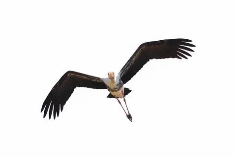 Painted Stork Stock Photos