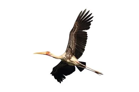 Painted Stork Stock Photos