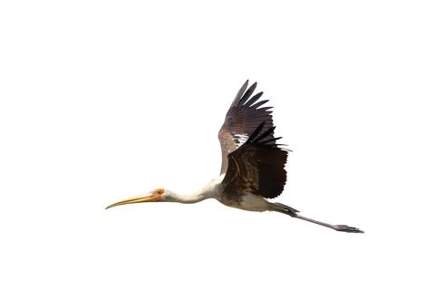 Painted Stork Stock Photos