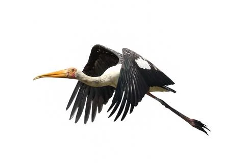 Painted Stork Foto stock