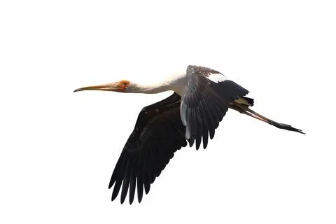 Painted Stork Stock Photos