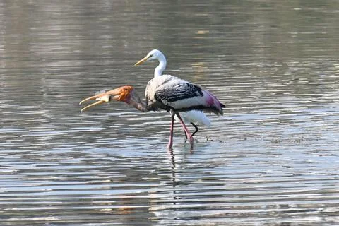A painted stork Stock Photos