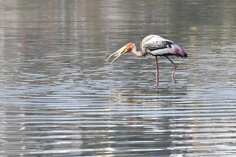A painted stork Stock Photos