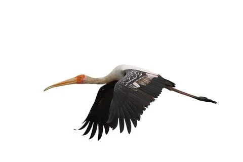 Painted Stork Stock Photos