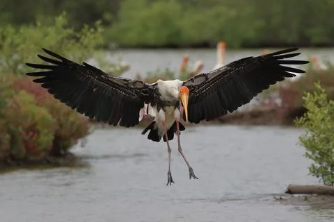 Painted Stork Foto stock