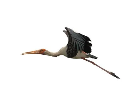 Painted Stork Foto stock