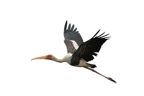 Painted Stork Stock Photos