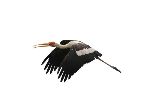 Painted Stork Stock Photos