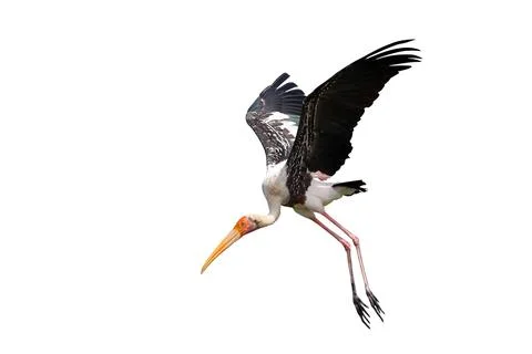 Painted Stork Stock Photos