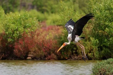 Painted stork Stock Photos