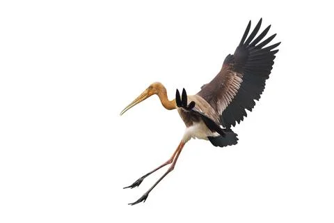 Painted Stork Stock Photos