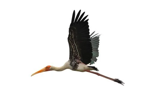 Painted Stork Stock Photos