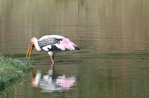 A painted stork Stock Photos