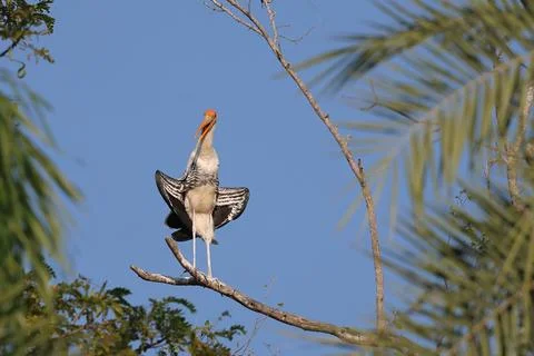 Painted stork Stock Photos
