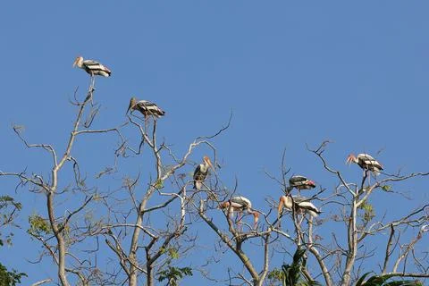 Painted stork Foto stock
