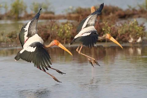 Painted stork Stock Photos