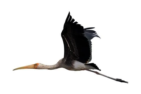 Painted Stork Stock Photos
