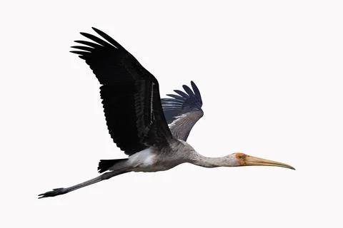 Painted Stork Stock Photos