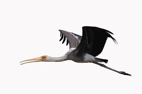 Painted Stork Stock Photos