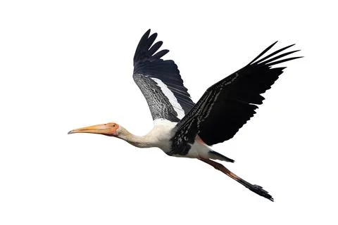 Painted Stork Stock Photos