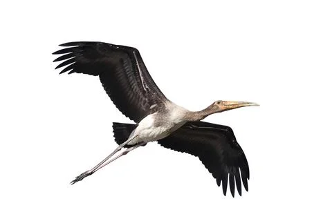 Painted Stork Stock Photos