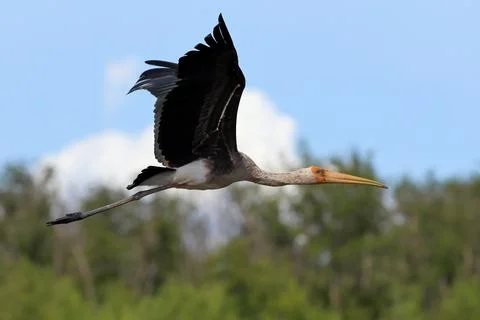 Painted stork Stock Photos