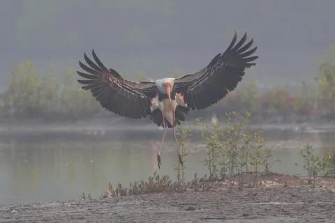Painted stork Stock Photos