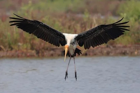 Painted stork Stock Photos