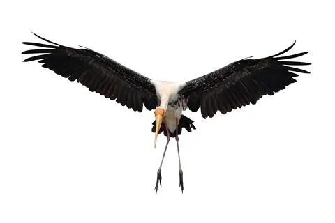 Painted Stork Stock Photos